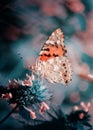 Magic background with painted lady butterfly. Close up photo of butterfly on a garden flower Royalty Free Stock Photo