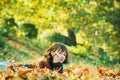 Magic beautiful autumnal forest. Dreamy female autumn time lover. Pretty young woman with short wavy brunette hair lying Royalty Free Stock Photo