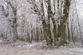Magic beautiful misty forest in winter or autumn season Royalty Free Stock Photo