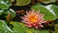 Magic big bright orange-pink water lily or lotus flower Perry`s Orange Sunset with water drops in pond.  Summer flower landscape Royalty Free Stock Photo