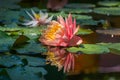 Magic big bright pink lily or lotus flower Perry`s Orange Sunset in pond. Nymphaea with water drops reflected in garden pond. Royalty Free Stock Photo