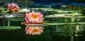 Magic big bright pink-orange water lily or lotus flower Perry`s Orange Sunset in pond. Nymphaea with water drops Royalty Free Stock Photo