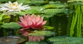 Magic big bright pink-orange water lily or lotus flower Perry`s Orange Sunset in pond. Nymphaea with water drops Royalty Free Stock Photo