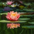 Magic big bright pink-orange water lily or lotus flower Perry`s Orange Sunset in pond. Nymphaea with water drops, reflected Royalty Free Stock Photo