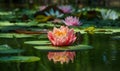 Magic big bright pink-orange water lily or lotus flower Perry`s Orange Sunset in pond. Nymphaea with water drops Royalty Free Stock Photo