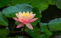 Magic big bright pink water lily or lotus flower Perry`s Orange Sunset in garden pond. Close-up of Nymphaea over huge green leave Royalty Free Stock Photo