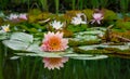Magic big bright pink water lily or lotus flower Perry`s Orange Sunset in garden pond. Nymphaea reflected in water. Royalty Free Stock Photo