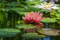 Magic big bright pink water lily or lotus flower Perry`s Orange Sunset in garden pond. Nymphaea reflected in water. Flower landsc Royalty Free Stock Photo