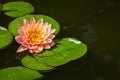 Magic big bright pink water lily or lotus flower Perry`s Orange Sunset in garden pond. Nymphaea with water drops on the petals Royalty Free Stock Photo