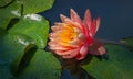 Magic big bright pink water lily or lotus flower Perry`s Orange Sunset in pond. Close-up of Nymphaea with water drops. Royalty Free Stock Photo