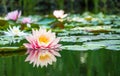 Magic big bright pink water lily or lotus flower Perry`s Orange Sunset in pond. Closeup Nymphaea reflected in water. Flower lands Royalty Free Stock Photo