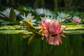 Magic big bright pink water lily or lotus flower Perry`s Orange Sunset in pond on water lilies background. Nymphaea reflected in Royalty Free Stock Photo