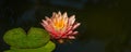 Magic big bright pink water lily or lotus flower Perry`s Orange Sunset in pond. Nymphaea with water drops. Flower landscape Royalty Free Stock Photo