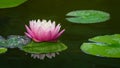 Magic big bright pink water lily or lotus flower Perry`s Orange Sunset in pond. Nymphaea with water drops, reflected in water. Royalty Free Stock Photo