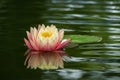 Magic big bright pink water lily or lotus flower Perry`s Orange Sunset in pond. Nymphaea reflected in water. Flower landscape for Royalty Free Stock Photo