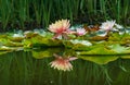 Magic big bright pink water lily or lotus flower Perry`s Orange Sunset in pond. Nymphaea reflected in water. Flower landscape Royalty Free Stock Photo