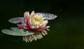 Magic big bright pink water lily or lotus flower Perry`s Orange Sunset in pond. Single nymphaea with water drops Royalty Free Stock Photo