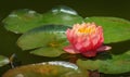 Magic big bright pink water lily or lotus flower Perry`s Orange Sunset with spotted colorful leaves in old garden pond Royalty Free Stock Photo