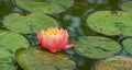 Magic big bright pink water lily or lotus flower Perry`s Orange Sunset with spotted colorful leaves in old garden pond.