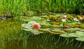 Magic big bright pink water lily or lotus flower Perry`s Orange Sunset with water drops in pond. Nymphaea and green plants Royalty Free Stock Photo