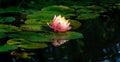 Magic big bright pink water lily or lotus flower Perrys Orange Sunset in pond. Magical Nymphaea above green leaves Royalty Free Stock Photo