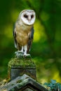 Magic bird barn owl, Tito alba, flying above stone fence in forest cemetery. Wildlife scene nature. Urban wildlife. Animal behavio Royalty Free Stock Photo