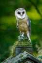 Magic bird barn owl, Tito alba, sitting on stone fence in forest cemetery. Wildlife scene form nature. Animal behaviour in forest.