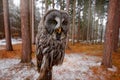 Magic bird Great Gray Owl, Strix nebulosa, hidden behind tree trunk with spruce tree forest in backgrond, wide angle lens photo.