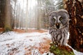 Magic bird Great Gray Owl, Strix nebulosa, hidden behind tree trunk with spruce tree forest in backgrond, wide angle lens photo. Royalty Free Stock Photo