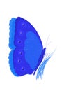 The magic blue butterfly on falls