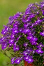 The magic of blue flowers in the summer garden