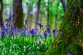 Magic blue forest near Bruxelles, springtime flowering Royalty Free Stock Photo