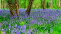 Magic blue forest near Bruxelles, springtime flowering
