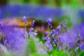 Magic blue forest near Bruxelles, springtime flowering Royalty Free Stock Photo