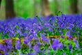 Magic blue forest near Bruxelles, springtime flowering Royalty Free Stock Photo