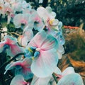 The magic of blue-pink orchid flowers shows the beauty of this nature