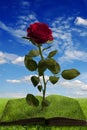 Magic book with a rose in summer landscape Royalty Free Stock Photo