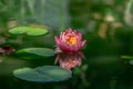 Magic bud of pink water lily or lotus flower Perry`s Orange Sunset with spotty leaves reflected in green pond. Nymphaea petals w Royalty Free Stock Photo