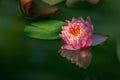 Magic bud of pink water lily or lotus flower Perrys Orange Sunset with spotty leaves reflected in green pond. Nymphaea petals wi Royalty Free Stock Photo