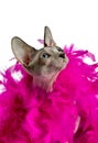 Magic Canadian Sphynx cat with pink feather boa close-up on white background Royalty Free Stock Photo