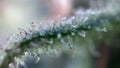 Magic Cannabis marijuana trichomes, focusing close up, macro zoom microscope