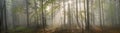 Magic Carpathian forest at dawn Royalty Free Stock Photo