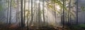 Magic Carpathian forest at dawn Royalty Free Stock Photo