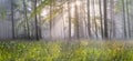 Magic Carpathian forest at dawn Royalty Free Stock Photo