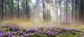 Magic Carpathian forest at dawn Royalty Free Stock Photo