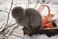 Magic cat with red ball and ribbon  in wood tray with dry  twig of  tree over white snow Royalty Free Stock Photo