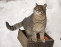 Magic cat with red ball and ribbon  in wood tray with dry  twig of  tree over white snow Royalty Free Stock Photo