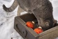 Magic cat with red ball and ribbon  in wood tray with dry  twig of  tree over white snow Royalty Free Stock Photo