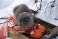 Magic cat with red ball and ribbon  in wood tray with dry  twig of  tree over white snow background Royalty Free Stock Photo