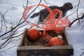 Magic cat with red ball and ribbon  in wood tray with dry  twig of  tree over white snow background Royalty Free Stock Photo